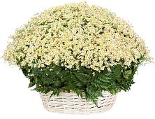 Цветочная композиция из Ромашки в корзине #REPLACE_PRED# Лебедяни
